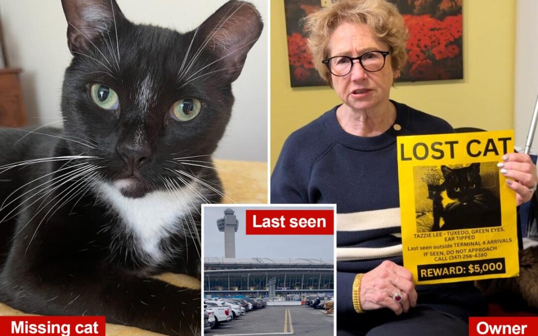Beloved cat still on the loose at JFK weeks after escaping during holiday chaos: ‘Saddest thing that’s ever happened to me’