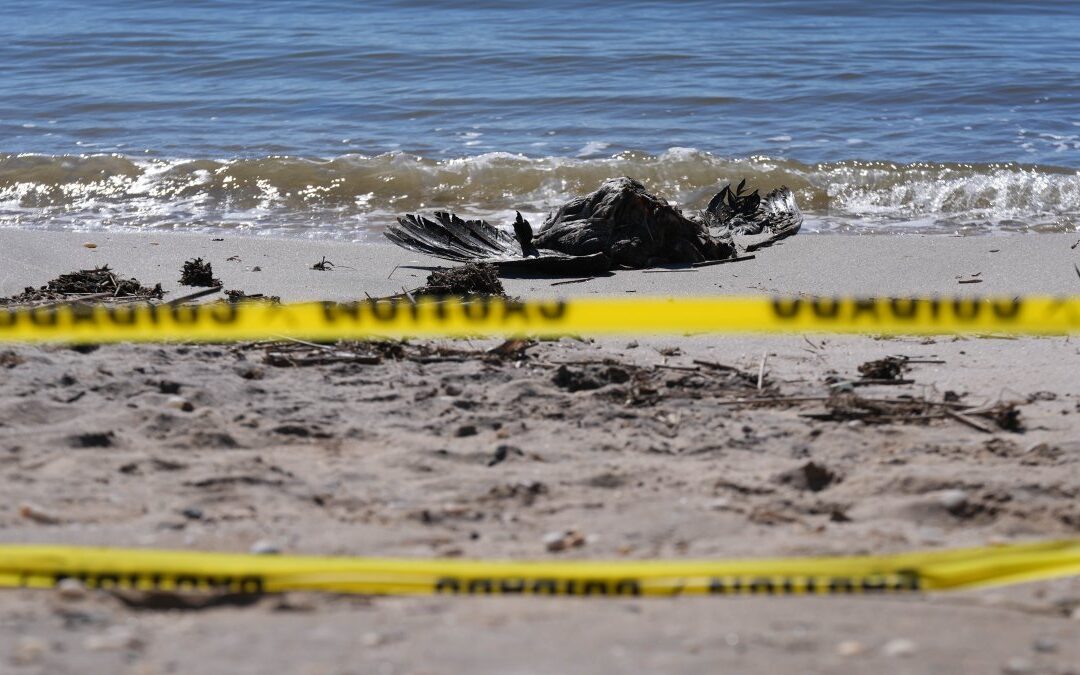 NY confirms 5 cases of highly pathogenic bird flu on Long Island