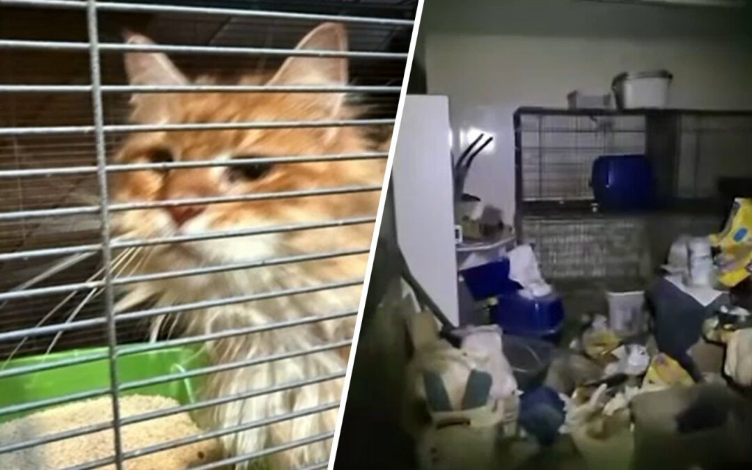At least 100 cats rescued from deplorable conditions inside Long Island breeder's home