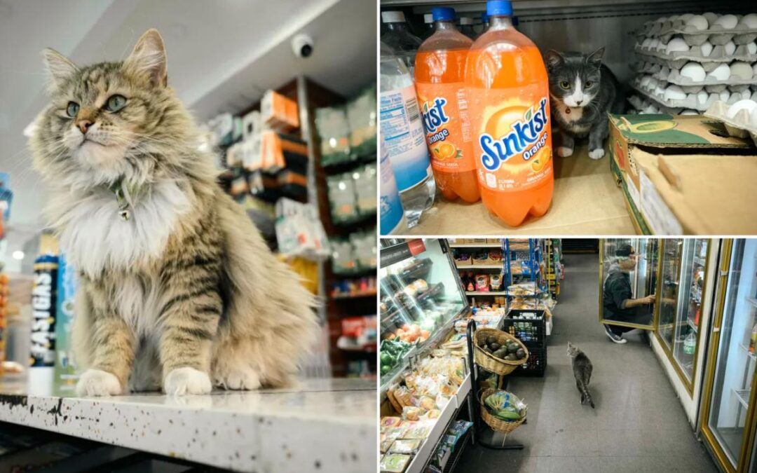 NYC bodega cats move whisker closer to being legal: ‘Embody the New York spirit’