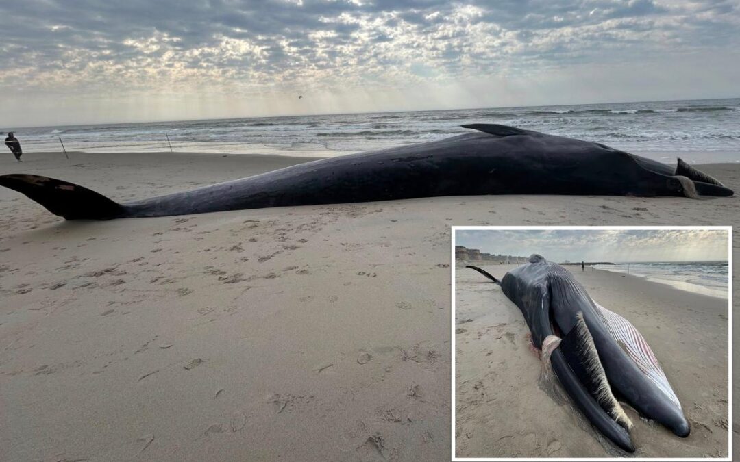 Massive 40-foot whale carcass washes up on NYC beach