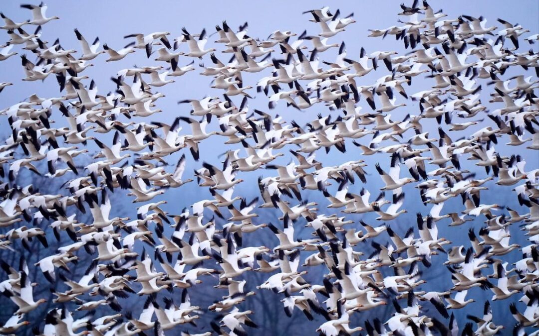 Snow geese create mesmerizing bird tornado as they take off for the Arctic