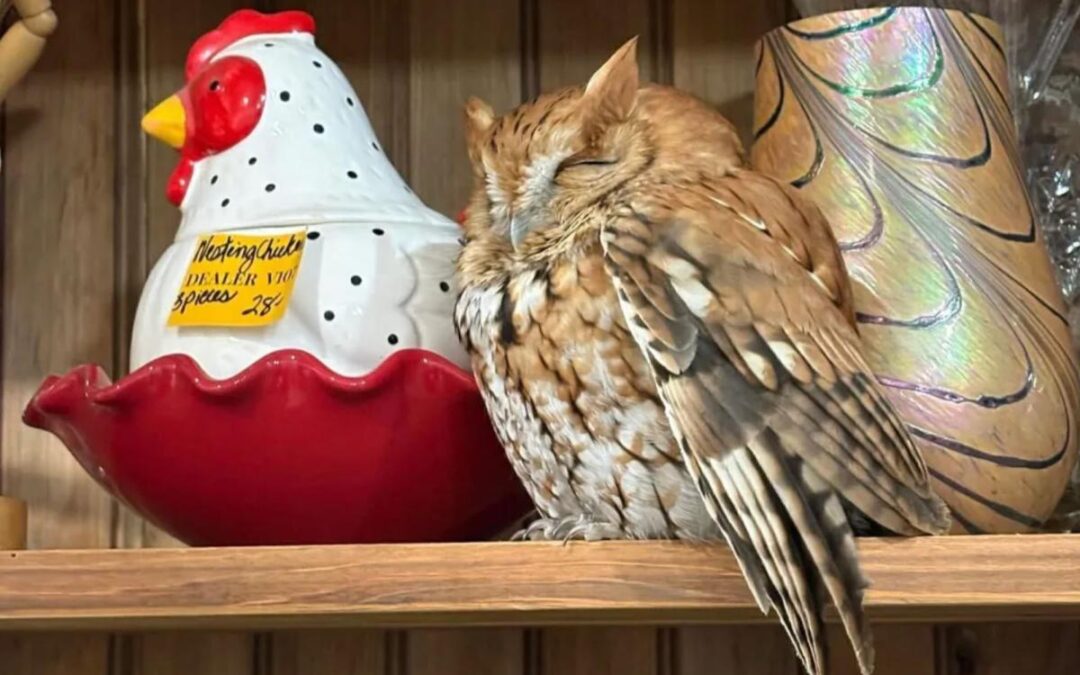 Sleepy owl found taking a snooze on shelf in upstate New York antique store