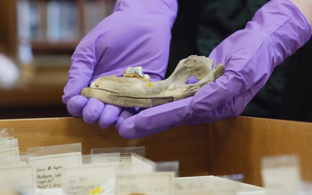 New studies of ancient dogs help scientists understand origin of humanity’s closest companion