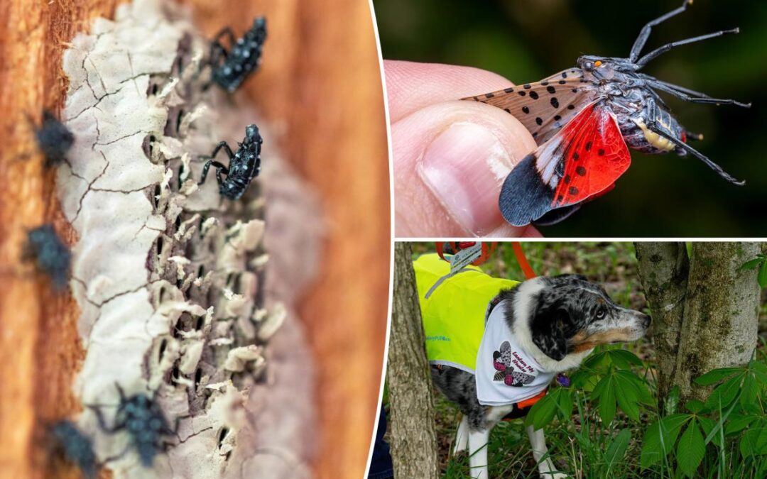 NYC lanternfly plague set to rebound after dip — and city-living could be accelerating spread