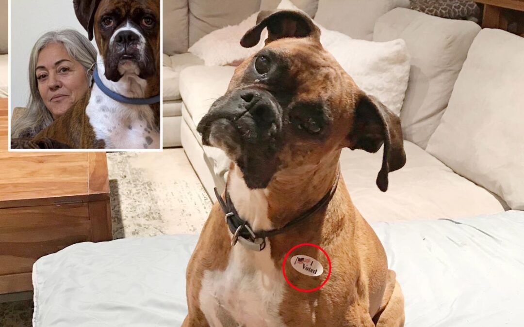 Concerned SoCal woman reveals terrifying fallout from registering her  pet Boxer to vote