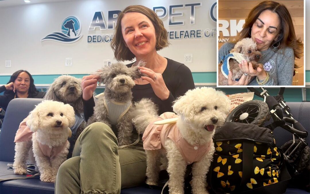 Meet the NYers saving hundreds of adorable dogs from ending up on the menu