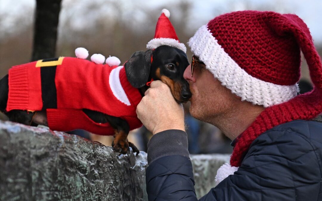 $1,000 an hour to sniff dog breath? NY-based pet company posts ads for canine kissers