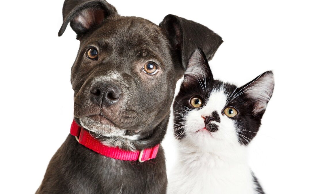 Up to $450 per pet: Proposed tax credit would benefit dog or cat owners in NY
