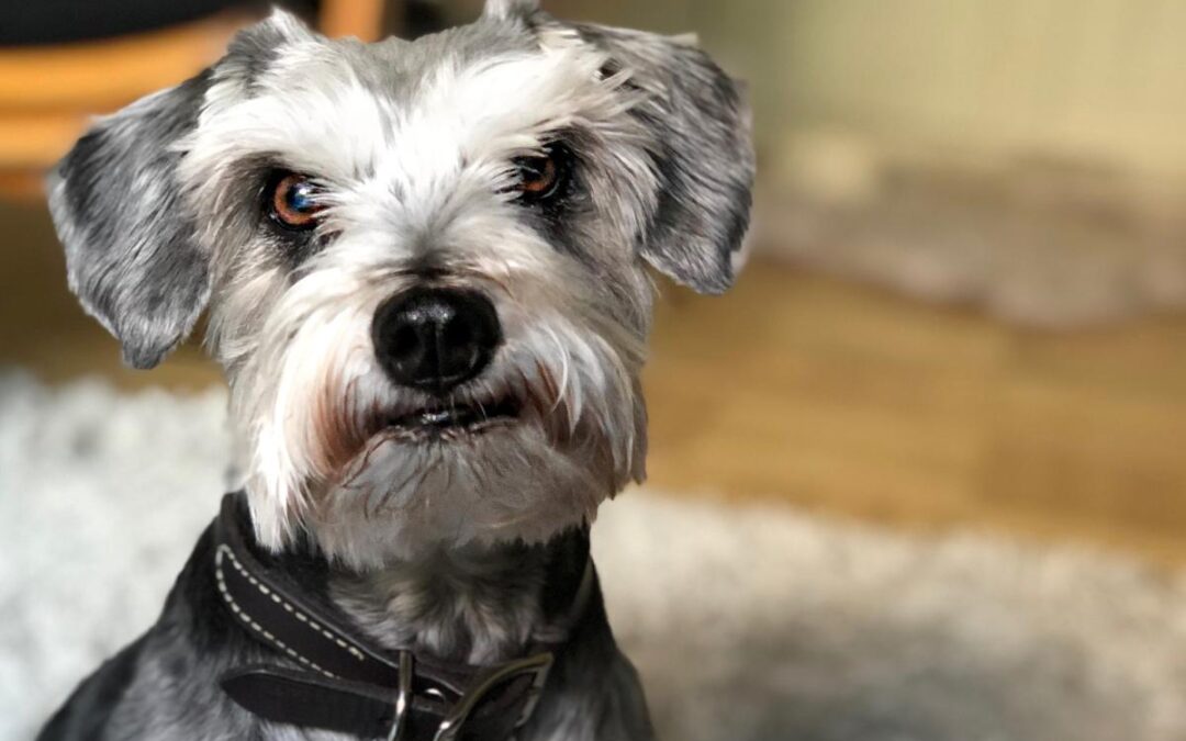 Is pet insurance worth it? New study reveals the real cost and value