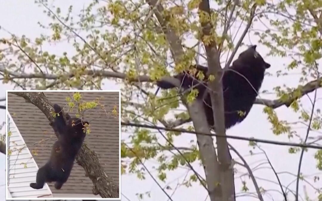 Curious black bear tranquilized by cops, topples out of tree after hours-long standoff in NY capital