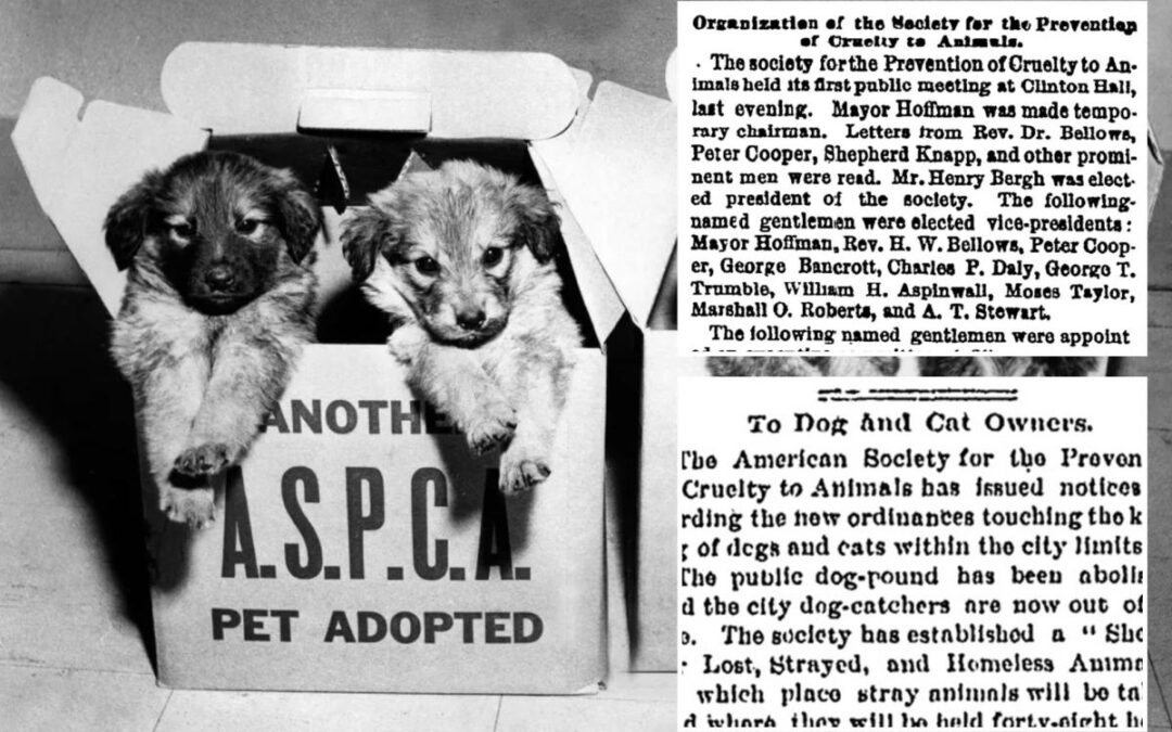 ASPCA celebrates 160 years — check out The Post’s archival coverage of its early days