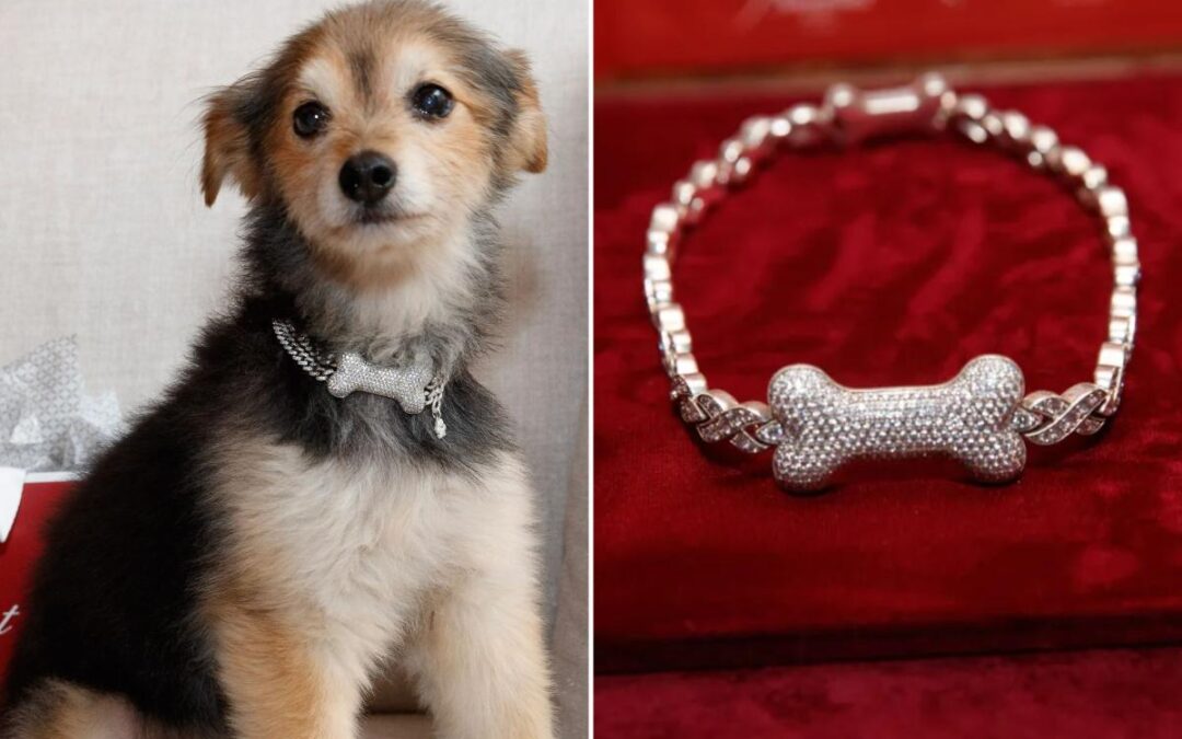 Canine couture gets a major glow-up with gold, diamond and ruby custom collars — for a whopping $150K