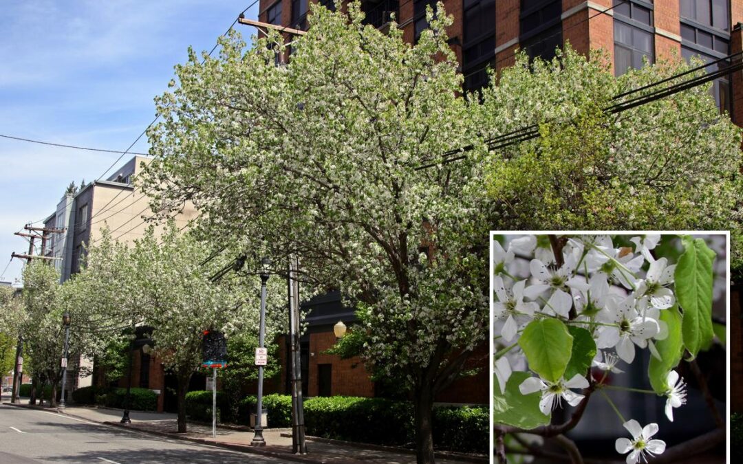 After holding its nose for decades,  NJ finally bans stinky Bradford pear tree