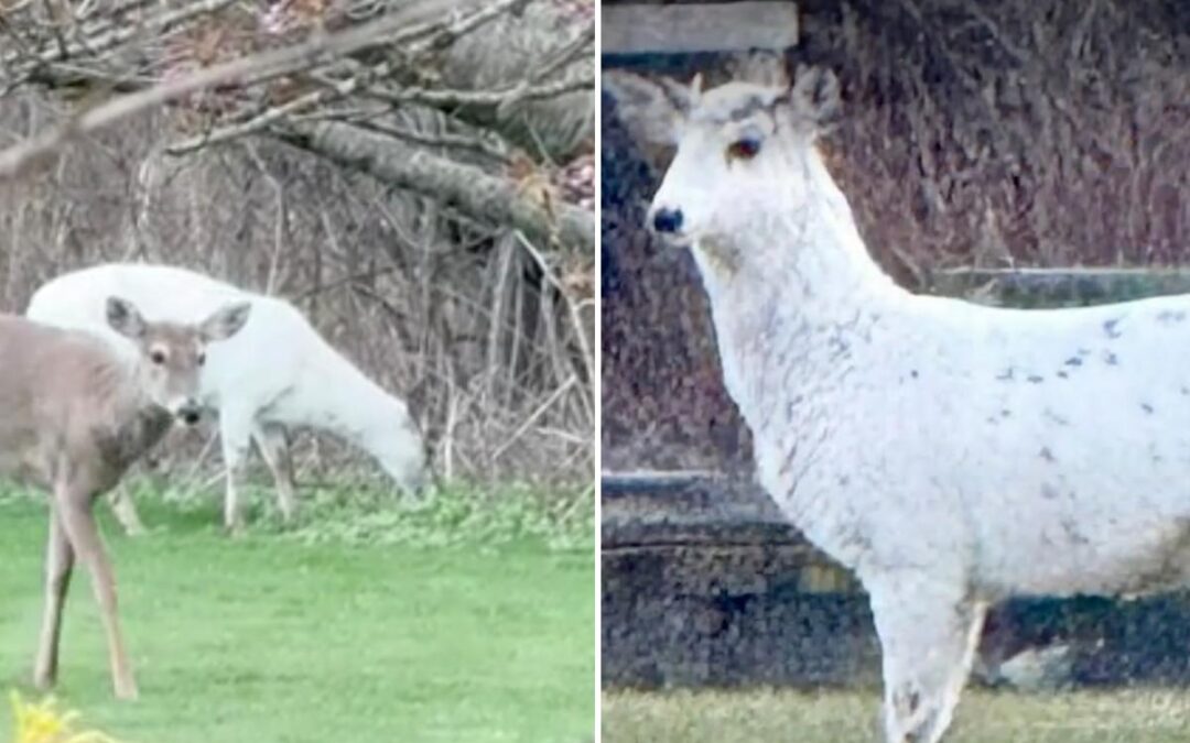 Extremely rare piebald deer couple found roaming Long Island