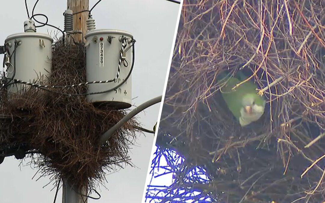 Huge nest. Small bird. Why parakeets are threatening power on Long Island