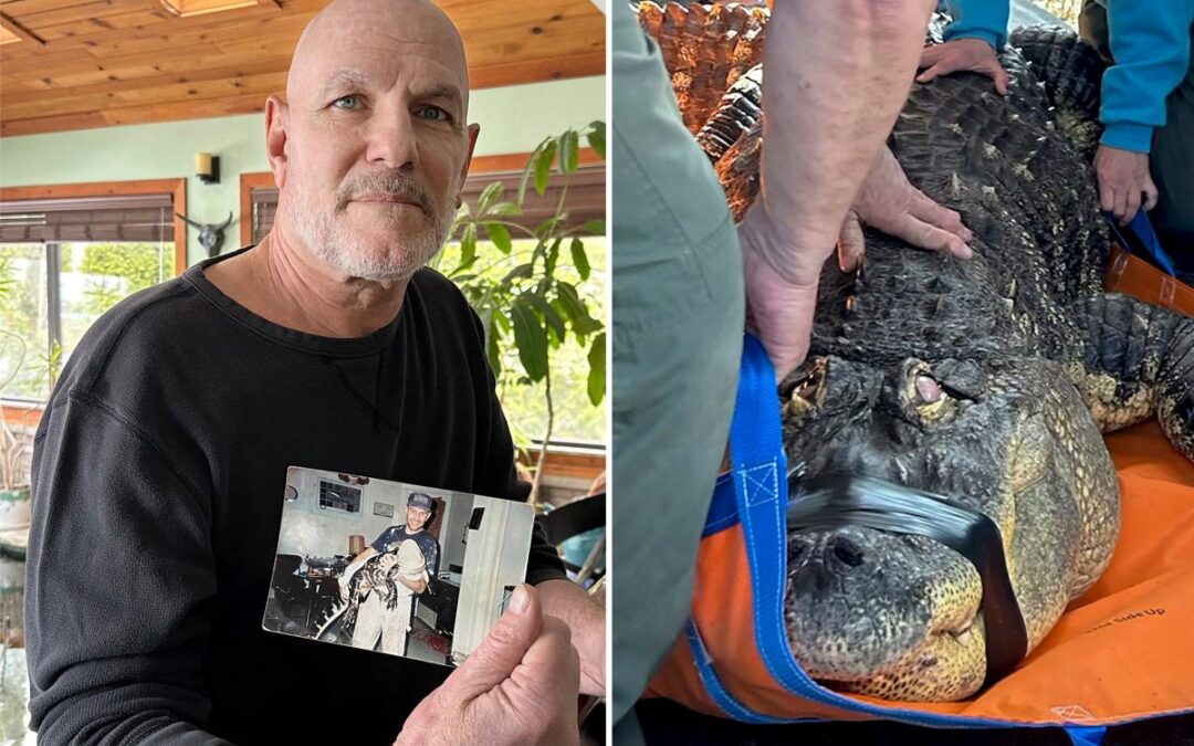 NY man gives up the fight for his 12-foot emotional support pet alligator