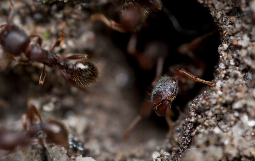 There Are Ants in This Canadian Hospital. Again.