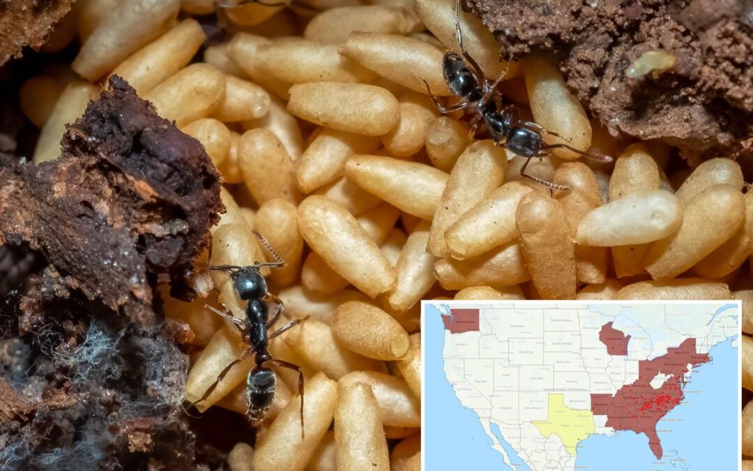 Deadly invasive insect causing ‘acute pain’ invades US — prompting safety officials warning: ‘Be aware’