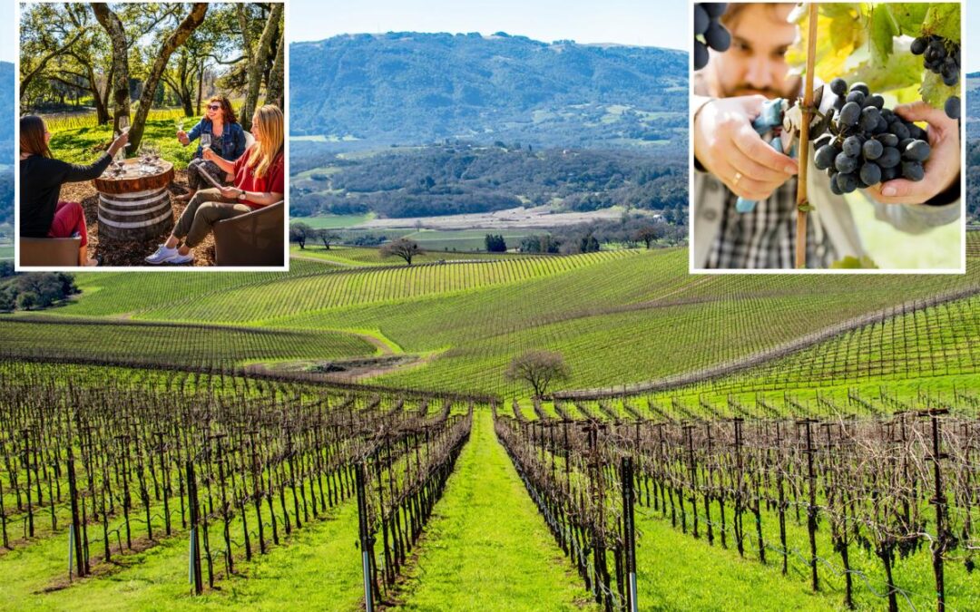 Napa Valley rival looms over Wine Country as shocking figures leave sommeliers on life support