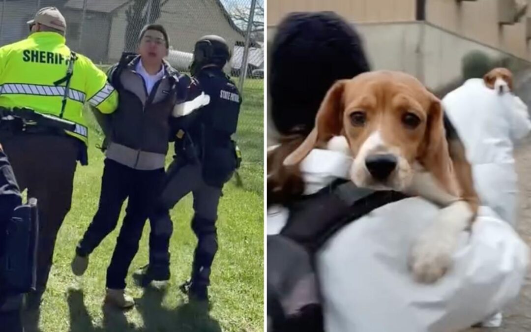 Beagles rescued from research lab arrive in California as SF activist faces felony charges