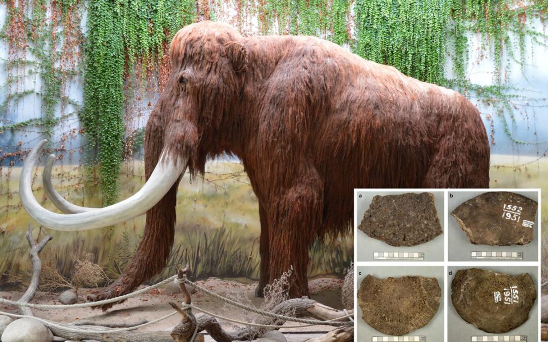 Scientists hung onto woolly mammoth fossils for 70 years — then discovered a huge mistake: ‘Something was amiss’