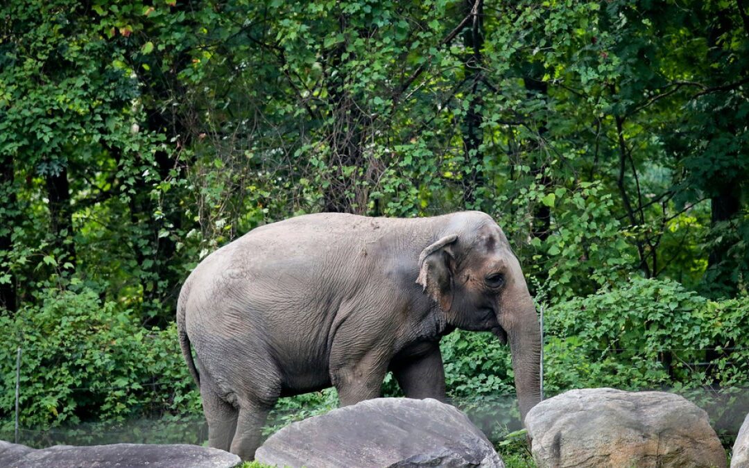 Happy, who taught researchers that elephants can recognize themselves, is euthanized at Bronx Zoo