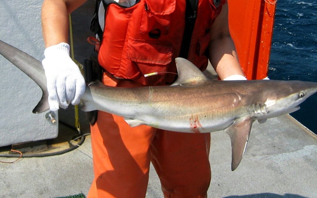 Sharks recently tracked near Long Island as researchers look at species' new behavior