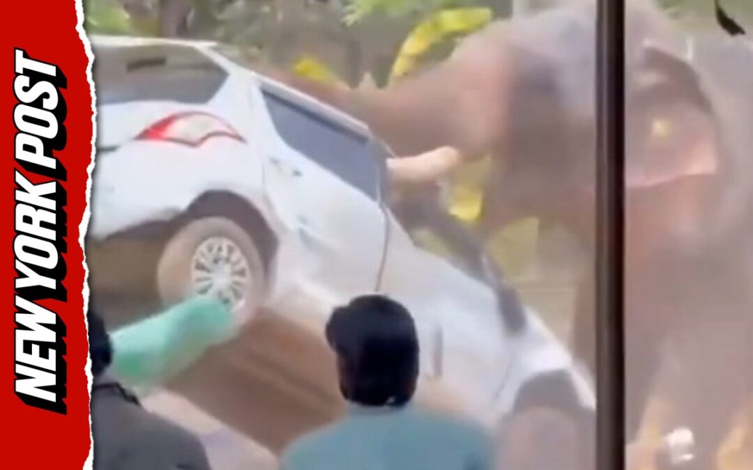 Elephant goes on a deadly rampage at temple festival in India, killing one