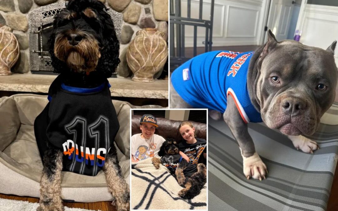 Dogs named Brunson are ready to watch the Eastern Conference finals with their Knicks superfan families
