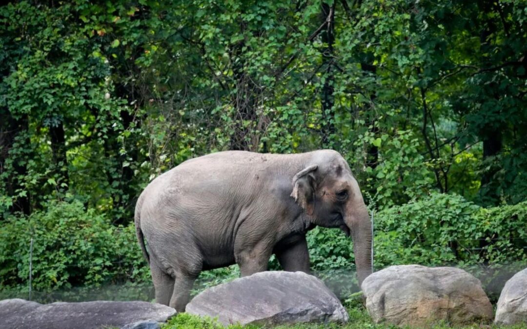 Bronx Zoo’s Happy the Elephant, behind infamous ‘person’ lawsuit, euthanized