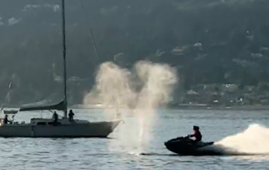 Watercraft Slams Into Gray Whale Near Vancouver, Injuring Driver