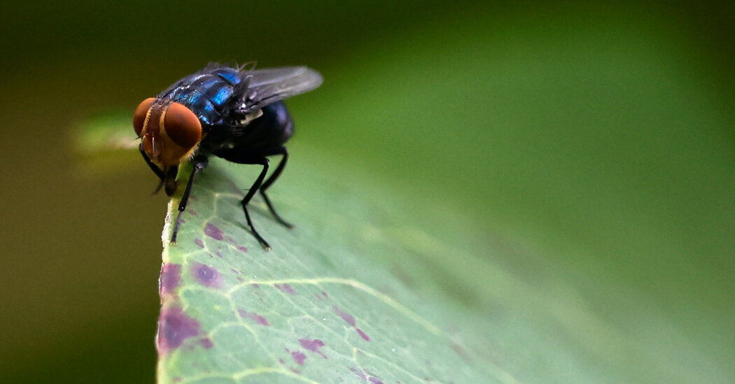 As Screwworm Cases Mount, U.S. Officials Ramp Up Response