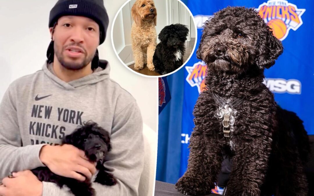 Jalen Brunson adopted his social media famous dog from Long Island Knicks fans’ animal rescue