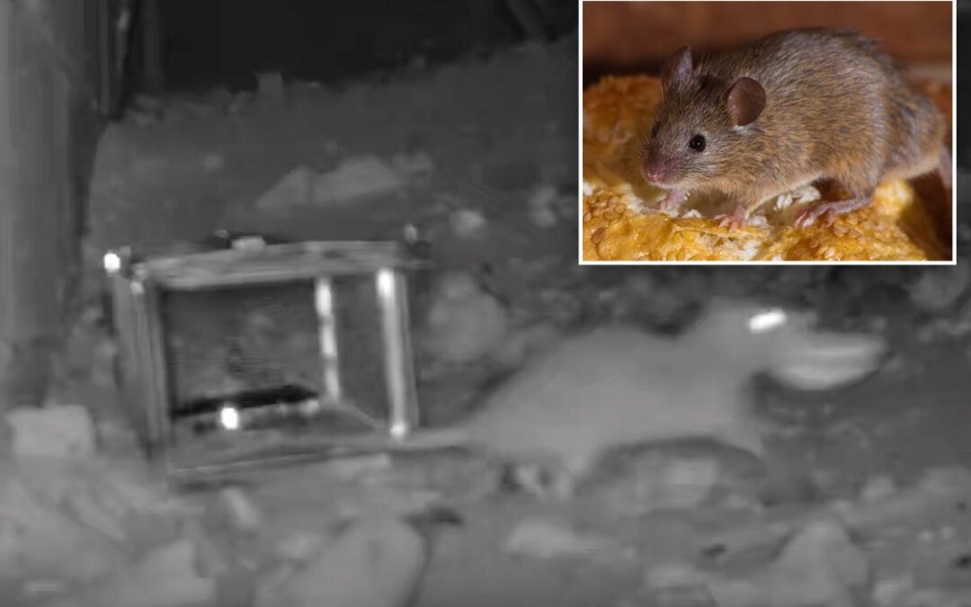 NYC mice and rats are evolving against ‘human strategy,’ new study finds