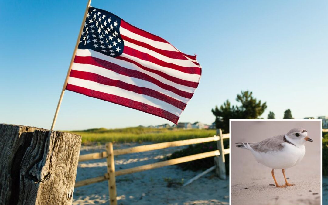 Homeowners in coastal town fuming at warning against July 4 flags that could harm endangered birds