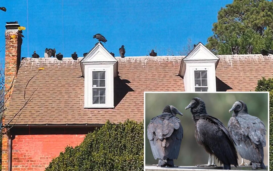 Black vultures wreak havoc across US as droppings coat homes, cars and sidewalks