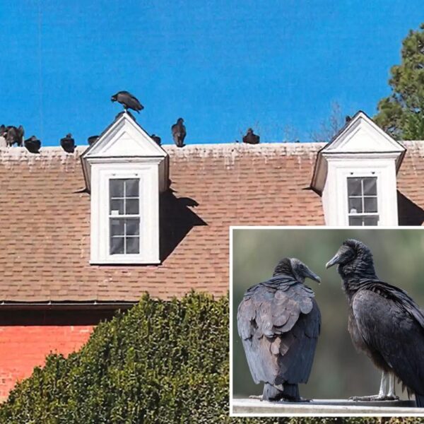 Black vultures wreak havoc across US as droppings coat homes, cars and sidewalks