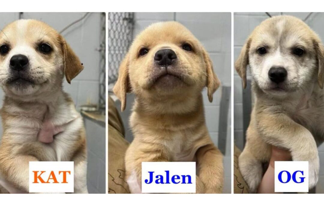 Knicks off the old block: Adorable rescue puppies named after NYC champ’s starting 5