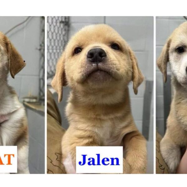 Knicks off the old block: Adorable rescue puppies named after NYC champ’s starting 5