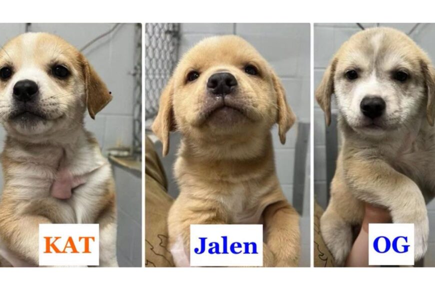 Knicks off the old block: Adorable rescue puppies named after NYC champ’s starting 5