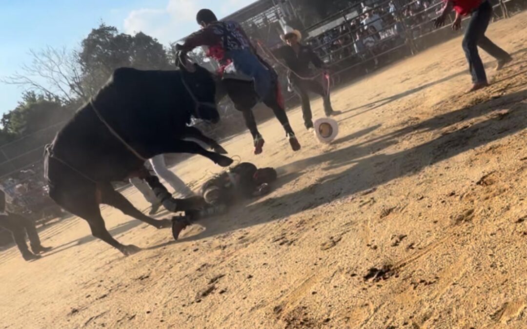 Bronx rodeo where rider was hurled from bull and trampled on didn’t have permit: report