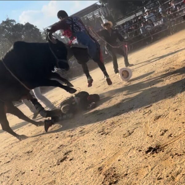 Bronx rodeo where rider was hurled from bull and trampled on didn’t have permit: report