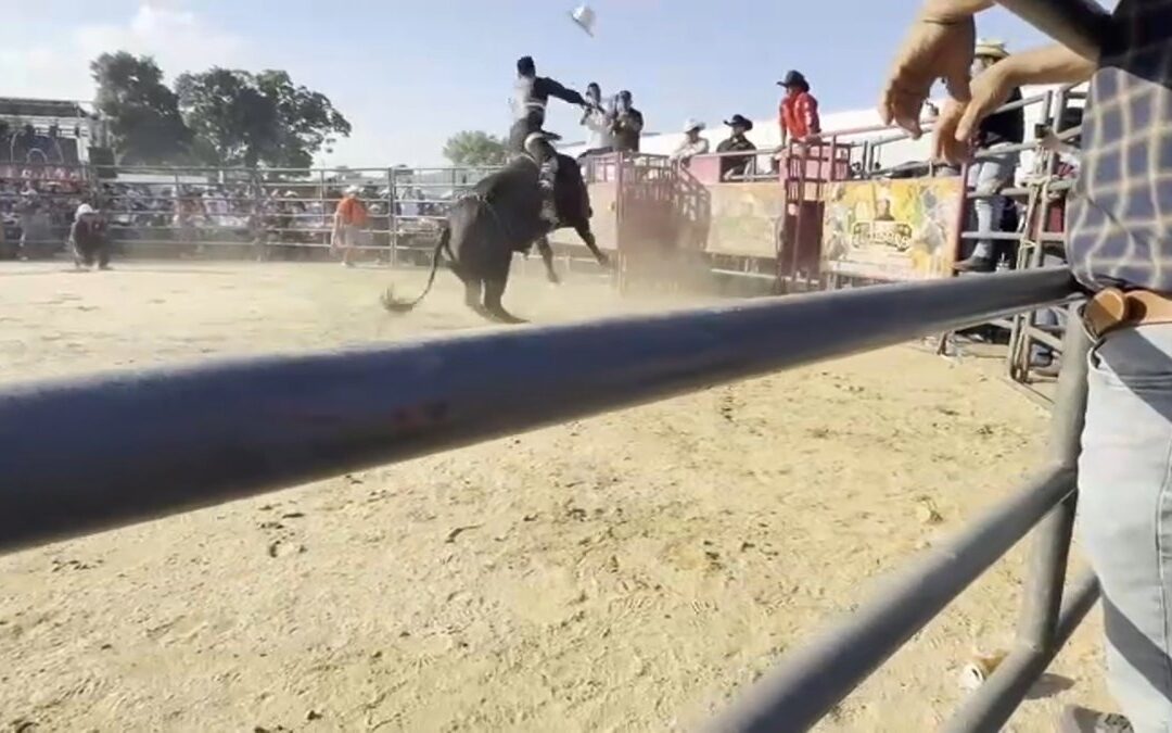 Bull rider rider thrown, stomped by bull at Bronx rodeo