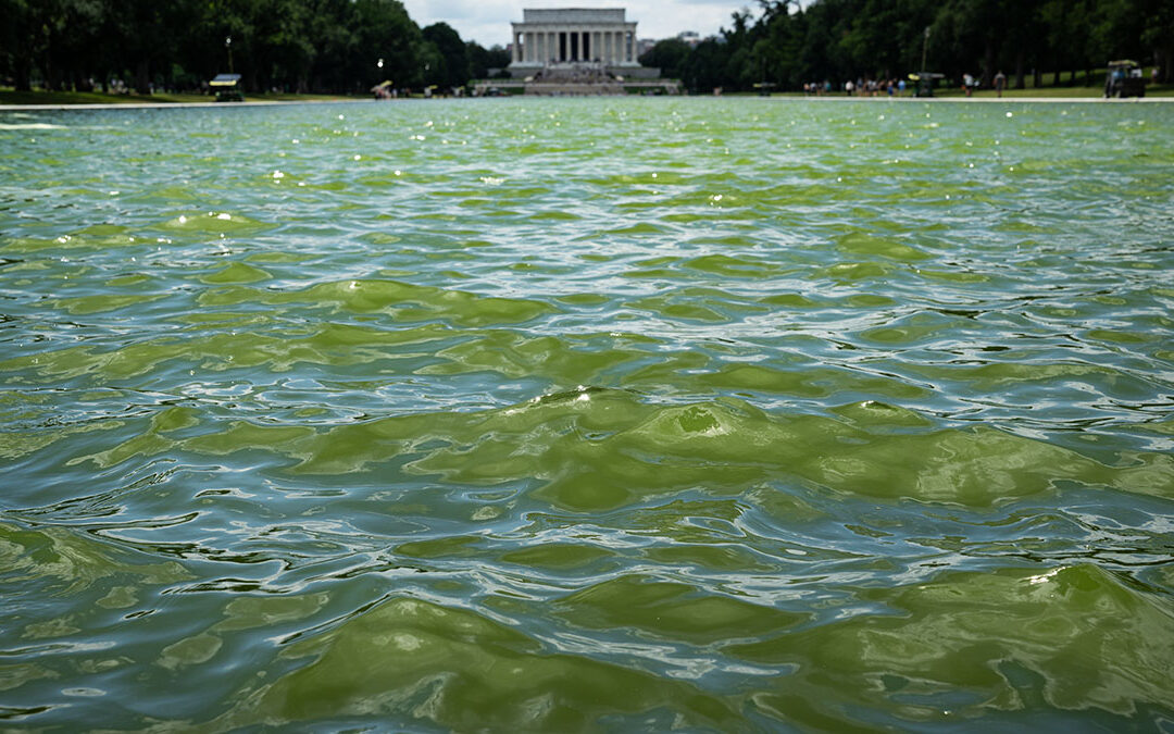 Trump wanted the Reflecting Pool ‘American flag blue.' Algae is turning it green.