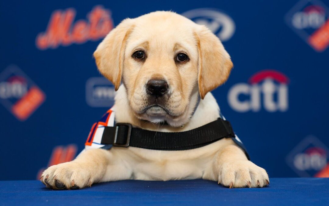 We can't get over the Mets new service dog. This, is Howie.