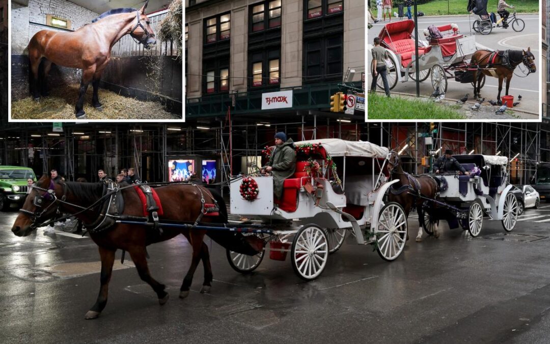 Central Park carriage horses return to work – as bombshell report finds horses with scarring, cramped stables