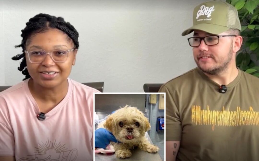 13-year-old missing Florida dog found thousands of miles away on Long Island with different name