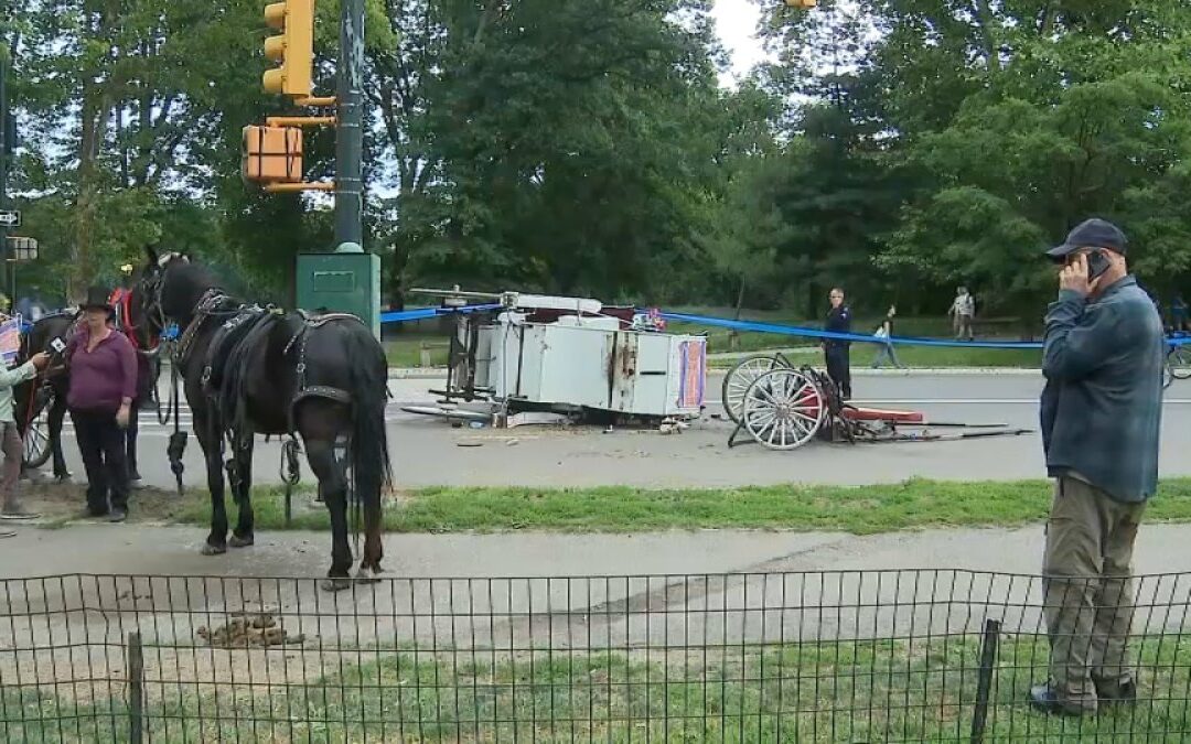 Horse carriage rides shut down after deadly Central Park crash