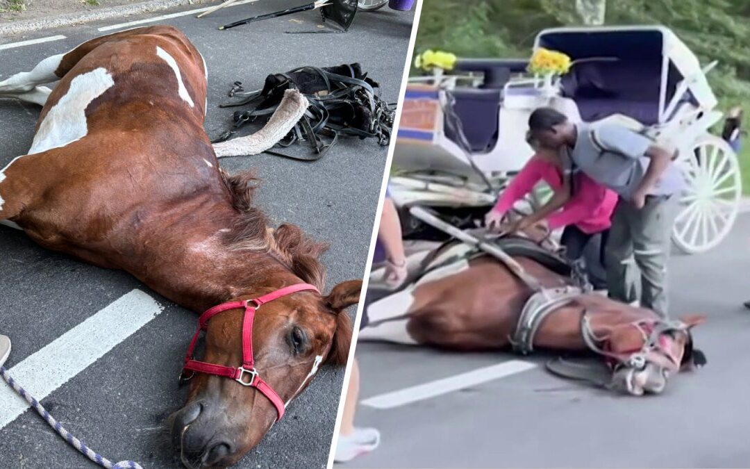Carriage horse dies after collapsing in Central Park
